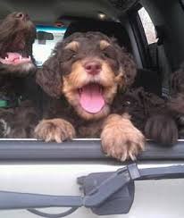 Hours may change under current circumstances Labradoodle Dreams Available Mini Australian Labradoodles Labradoodle Australian Labradoodle Puppies Australian Labradoodle