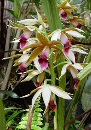 Image result for Phaius occidentalis