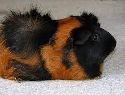 Maybe you would like to learn more about one of these? Pin On Creature Companions