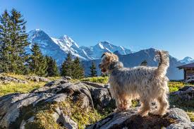Schweiz Geo