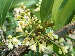 Cinnamomum burmannii is an evergreen shrub or small tree growing up to 20 metres tall. Cinnamomum Burmannii Wikipedia
