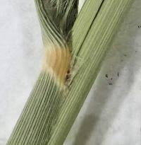 Image result for Panicum trichoides