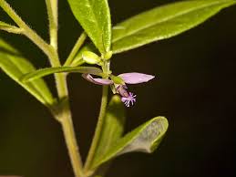 Image result for Polygala persicariifolia