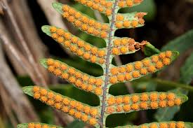 Image result for Pleopeltis