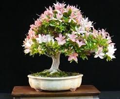 Bunga azalea, situs web wordpress.com. Bonsai Satsuki Azalea Rhododendron Cara Perawatan Untuk Pohon Azalea Bonsai Bennisobekti Com