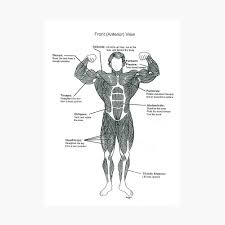 Vintage medical anatomy human organ illustration chart. Anatomy Diagram Muscle Chart Front Photographic Print By Superfitstuff Redbubble