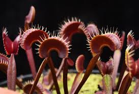 Instagram Photo By Jeremiah S Carnivorous Plants May 10 2016 At 3 14am Utc Carnivorous Plants Plants Carnivorous