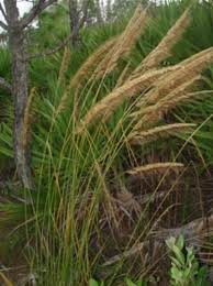 Image result for Sorghastrum nudipes