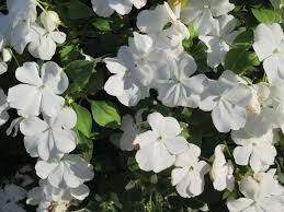 Image result for Impatiens wallerana