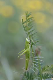 Image result for Ruspolia sp. no. 1 (Biegel 5407)