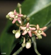 Image result for Marsdenia sylvestris