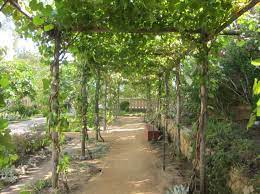Looking for beautiful, affordable custom wood arbors, pergolas, patio covers and trellises in los beautiful wood arbors, pergolas & patio covers. Picture Sundays A Grape Arbor Root Simple