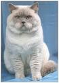The Colourpoint British Shorthair Cat | Bombadillo Kittens