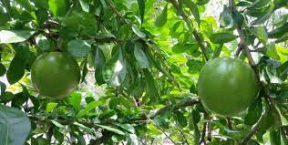 Vnox 4 buah/set gelang kulit lilitan kepang untuk pria gelang suku etnis. Senarai Khasiat Buah Delima Untuk Ibu Mengandung Orang Biasa