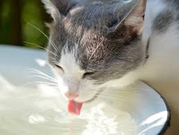 Water fountains are available in a variety of different configurations and styles. How To Hydrate Your Cat Signs Of Dehydration