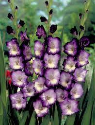 August Flower Amazing Flowers Gladiolus Flower Plants