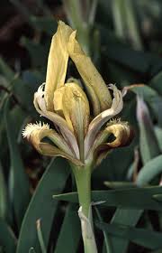 Image result for Iridaceae