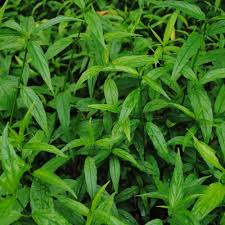 Tetapi selepas pengambilan jus tersebut ketumbuhan mengecil 20mm, 27mm, 67mm. Khasiat Daun Belalai Gajah Daun Sline Network Hq Facebook