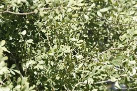 Image result for Schrebera