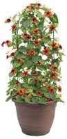 Image result for Thunbergia pynaertii