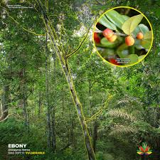 Image result for Diospyros ferrea