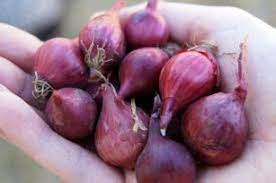 Cara membuat obat perangsang dari daun jeruk. Cara Membuat Obat Perangsang Dari Daun Jeruk Cara Membuat Pestisida Nabati Dari Daun Pepaya Cara Membuat Ramuan Obat Perangsang Wanita Alami Cara Membuat Obat Perangsang Dari Daun Jeruk 17