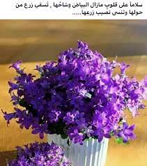 pin by zenat saed on ك م gif pictures qoutes instagram