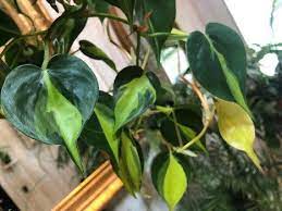 How To Care For The Beautiful Philodendron Brasil Learn My Personal Care And Propagation Tips As Well As Some N Plants House Plant Care Philodendron Scandens