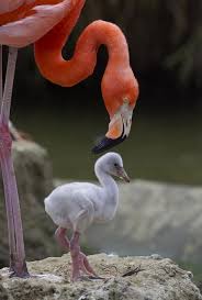 Birds That Start With F Flamingo Baby And Mom Flamingo Animals Animals Beautiful