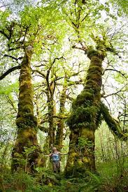 Canada S Deciduous Mossiest Rainforest In Mossy Maple Grove Completely Draped In Hanging Gardens Of Mosses And Canada West Coast Vancouver Island Canada Photos