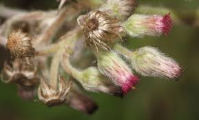 Image result for Blumea adamsii