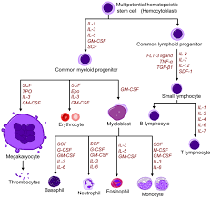 File Hematopoietic Growth Factors Png Cancer Nurses Cell Processes Labs Life