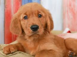 For many, the golden retriever price is well worth it considering what great pets they make. Golden Retriever Puppies For Sale Available In Phoenix Tucson Az