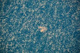 Also known as sea snot) is a giant blob of snot made from rotting kelp and plankton. Sea Snot Explosions Feed Deep Sea Creatures National Geographic Society Newsroom