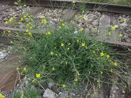Image result for Diplotaxis tenuifolia