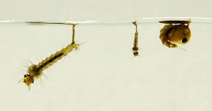 Check spelling or type a new query. Mosquito Life Span Life Cycle Benefits Of Mosquitoes Raid