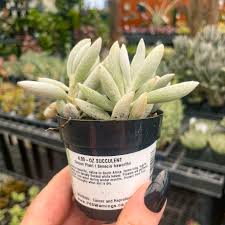 Image result for Senecio conrathii