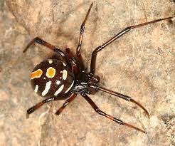 The best indicator for a western black widow is the geographic location. Northern Black Widow Facts Bite Size Identification Pictures