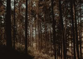 Más de 342 alojamientos en el bosque encuentra tu alquiler de vacaciones en el bosque y reserva seguro con niumba. Rafael Lucia Santuario De La Mariposa Monarca Michoacan Carotida