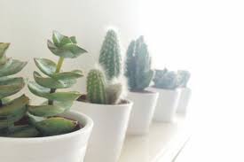 The beautiful yellow house plants, listed here will definitely increase the look and feel of your indoor environment. Indoor Succulents That Thrive Sunset Magazine