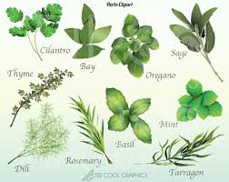 Herbs Chart Set Of 12 Spices Wall Decor Kitchen Art Print