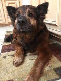 We have a live release rate of over. Woman S 6th Sense Tells Her That She Needs To Visit Local Shelter Animal Shelters Near Me Cat Illnesses Animal Shelters Near Me Animal Shelter