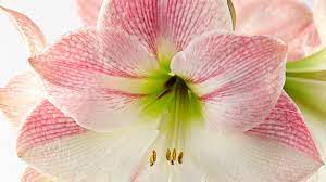 How To Get Your Amaryllis To Bloom Twice A Year Garden Gate