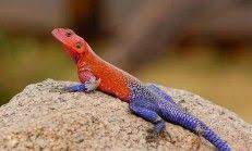 kahve falinda kertenkele gormek lizard weird animals animals