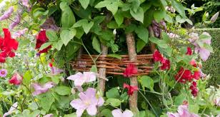 Check spelling or type a new query. For Flower Power And Staying Power You Can T Beat These Summer Climbers