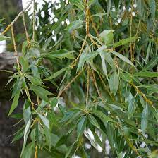 Check spelling or type a new query. Weeping Willow Tree On The Tree Guide At Arborday Org