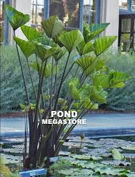 Check spelling or type a new query. Tea Cup Taro Teacup Taro Colocasia Esculenta Sold Out For 2021 Colocasia Water Features In The Garden Pond Plants