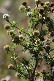 Image result for Spermacoce verticillata
