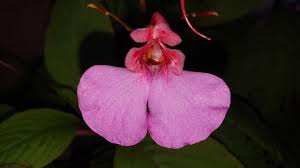 Image result for Impatiens irvingii