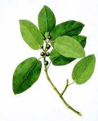 Image result for Ficus fischeri